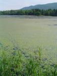 pond-grass