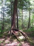 noveltreestump