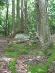 theforest